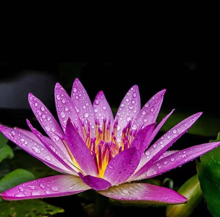 睡莲根块 青州水生花卉植物基地 花镜睡莲 效果佳