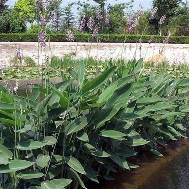 再力花基地批发 再力花栽培