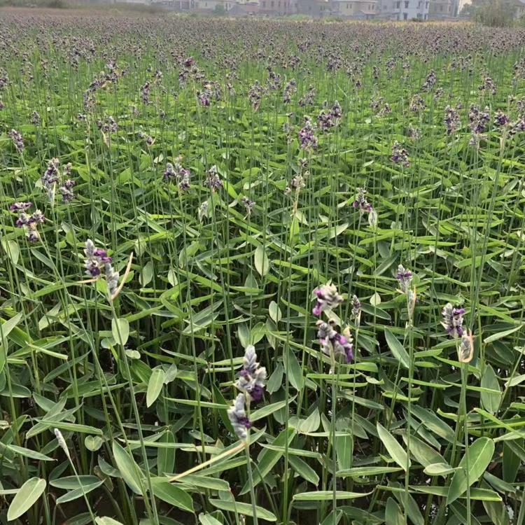 再力花小苗基地批发 再力花栽培 水生植物再力花  湿地 沼泽专用