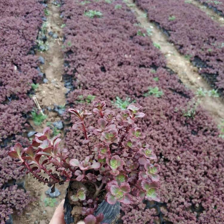 红景天批发价格 红叶景天供应商 红景天种植基地