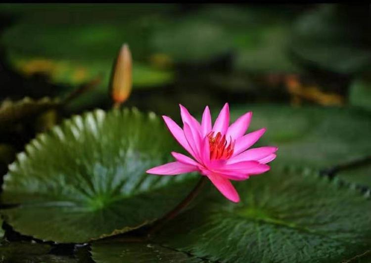 大量出售睡莲 小区绿化租摆睡莲 顺和花卉基地