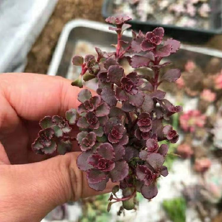 红叶景天 宿根草花基地 胭脂红景天基地 盆栽 青州草花