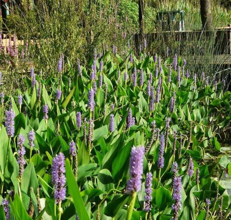 顺和花卉梭鱼草 青州梭鱼草种植基地 梭鱼草培育基地
