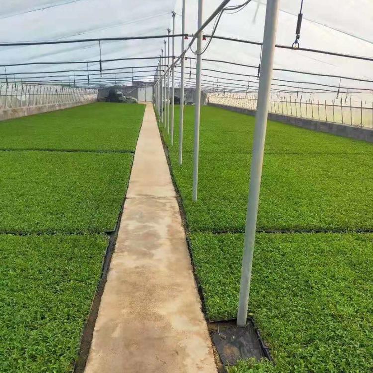 五色草造型 花海 花海设计 造型花海
