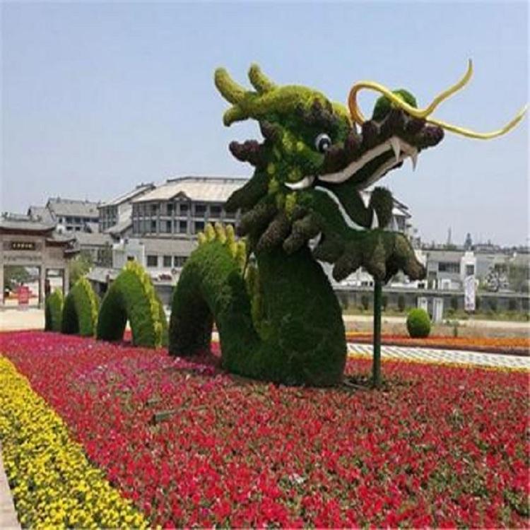 五色草造型租摆 时令草花五色草 五色草种植基地