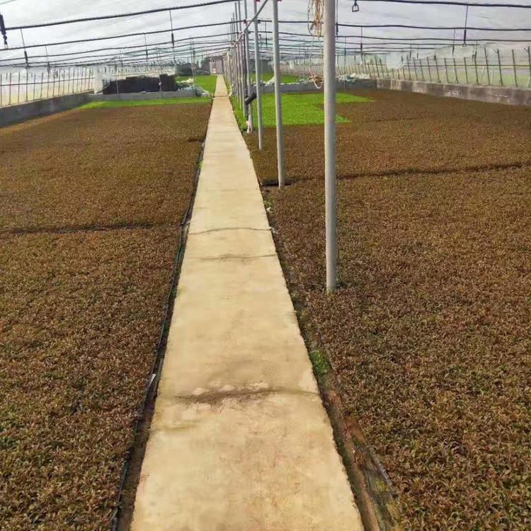五色草租摆造型太漂亮了 漂亮的五色草租摆造型