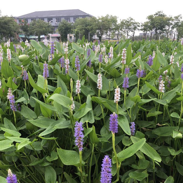 梭鱼草基地种植批发 量大价优 北美梭鱼草