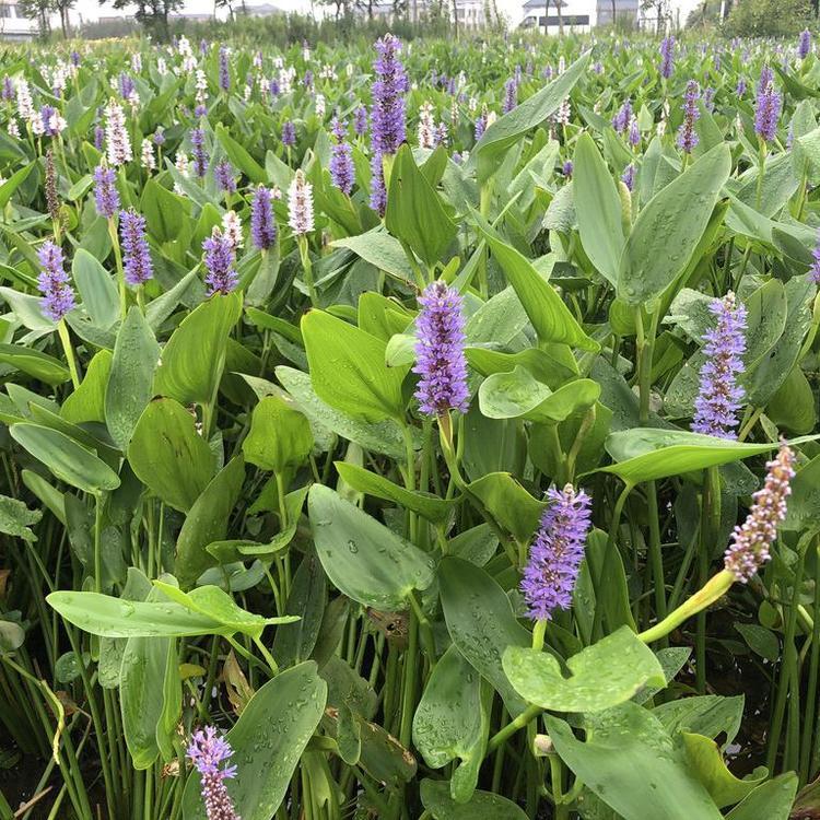 批发水生植物 河北梭鱼草基地 北方北美梭鱼草苗价格 活体水草 湿地绿化