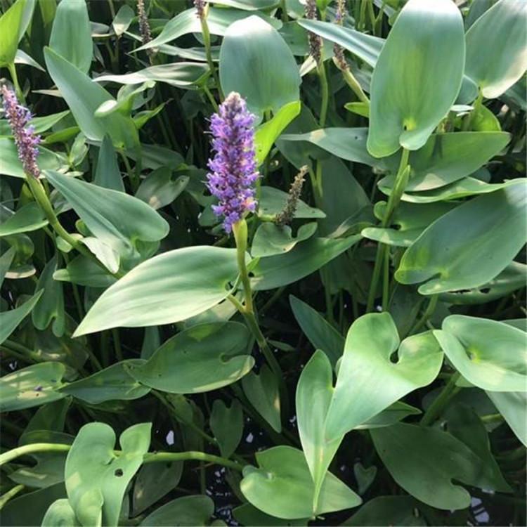 顺和苗木_青州再力花多钱_青州再力花基地_ 再力花供应商
