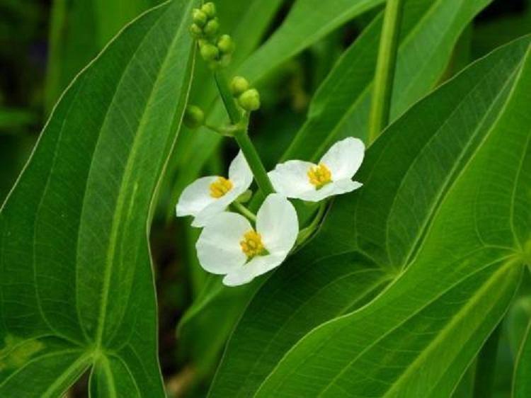 各种水生植物 慈姑批发 燕尾草 水体绿化 湿地植物 泽泻 品种齐全
