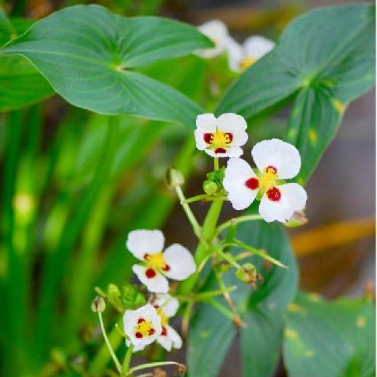 慈菇基地直供 水体绿化 剪刀草价格 燕尾草基地 承包种植养护 净化水质