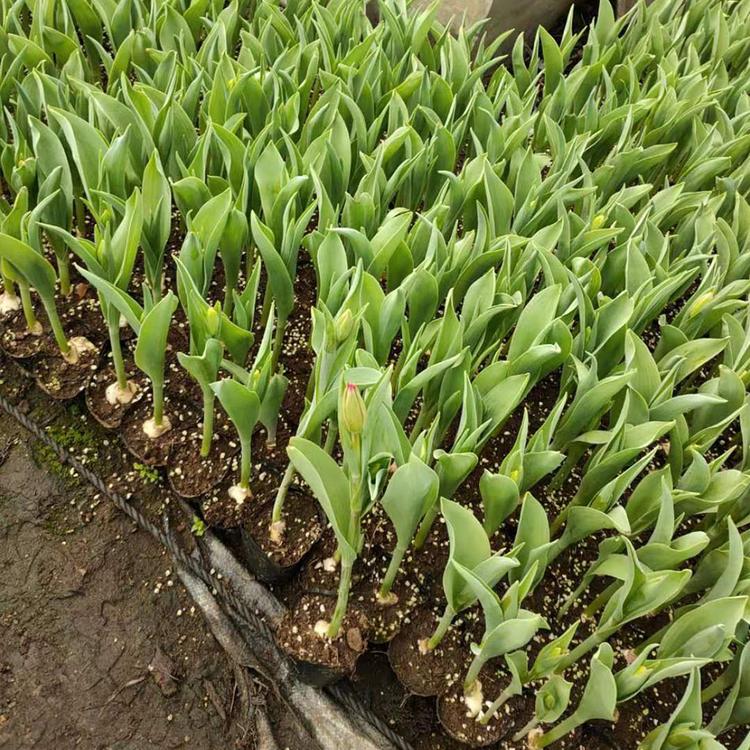 基地种植郁金香 山东郁金香报价