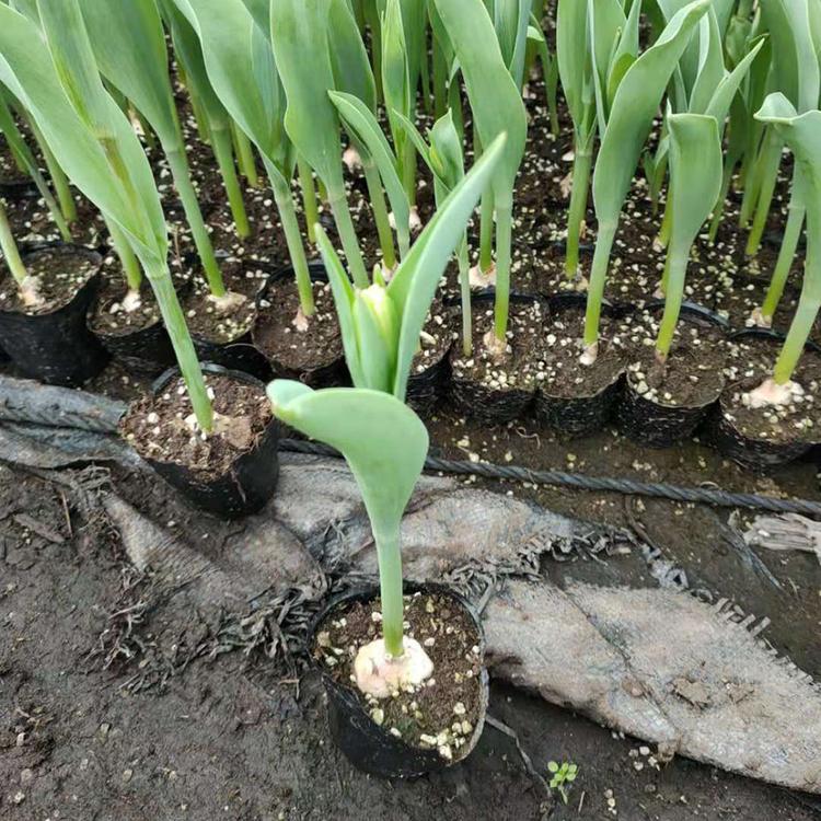 基地种植郁金香 山东郁金香培育基地