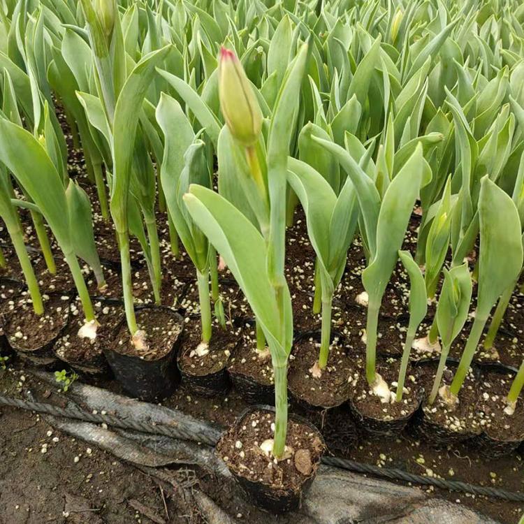 基地种植郁金香 青州郁金香培育基地