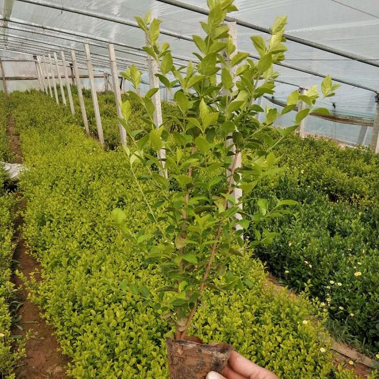 欣美园艺金叶女贞 价格优惠 欢迎咨询