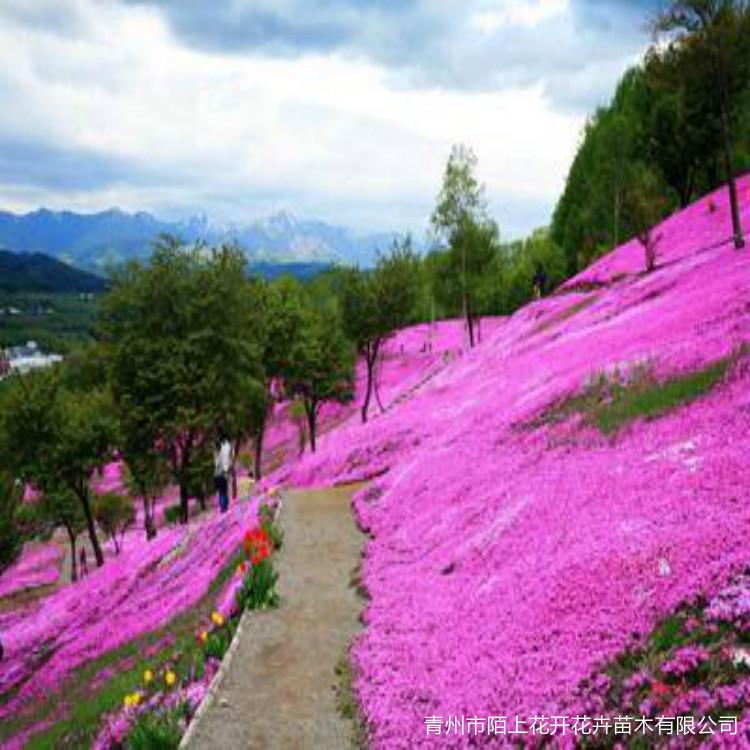 花海专用芝樱苗 芝樱花海设计