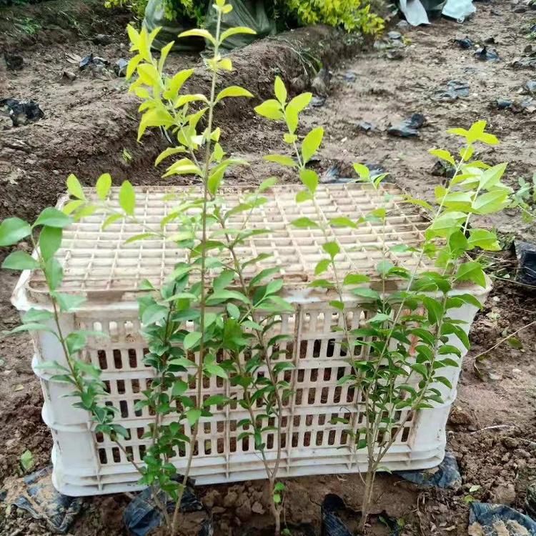 青州金叶女贞 金叶女贞批发销售 金叶女贞种植户