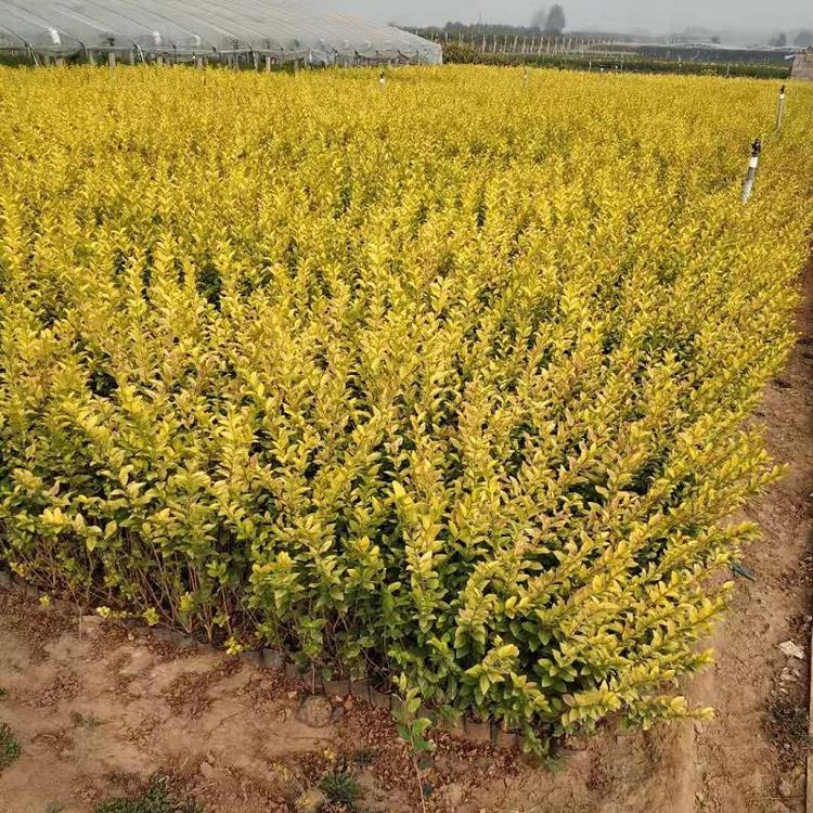 青州金叶女贞价格  园林绿化用金叶女贞批发 金叶女贞种植基地