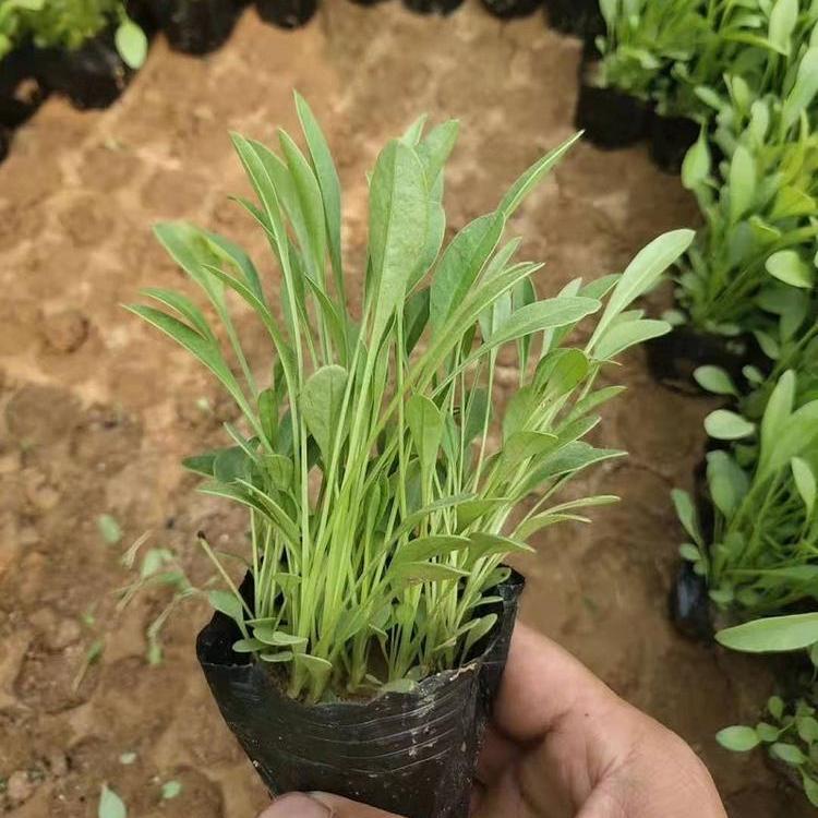 大量供应喜阳金鸡菊 青州金鸡菊价格 金鸡菊小苗