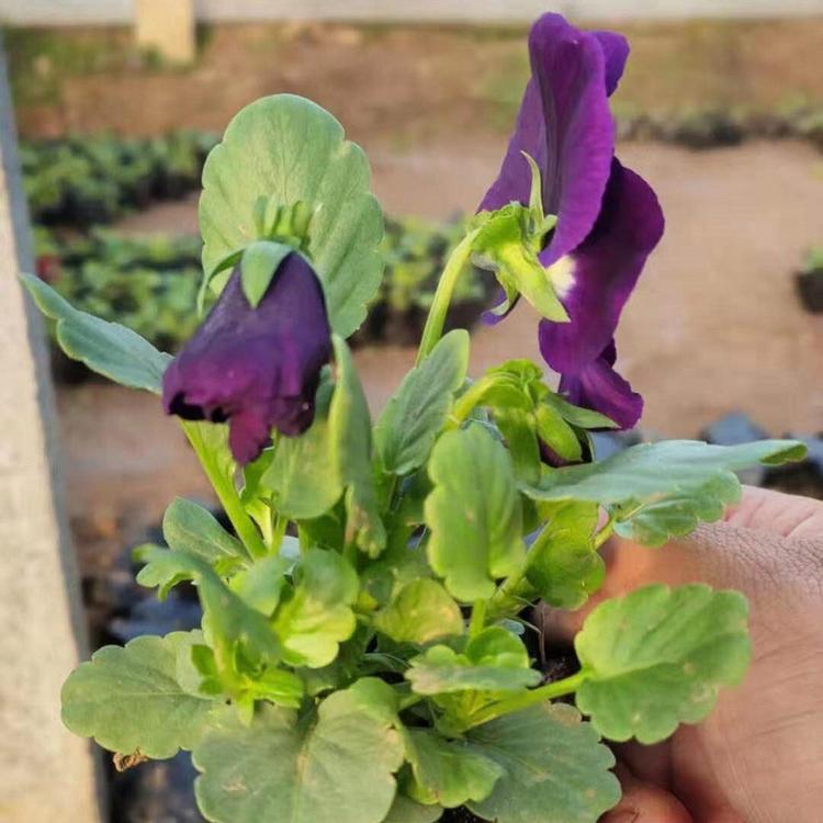 品种好的三色堇  三色堇种植基地 三色堇出售