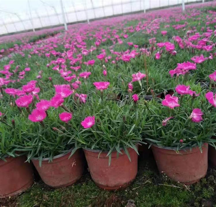 批发欧石竹小苗 量大从优 欧石竹培育基地