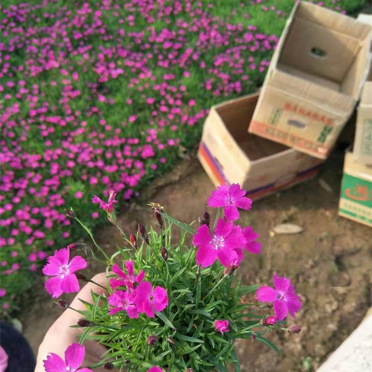 宿根花卉苗木基地 观赏欧石竹 欧石竹青州基地