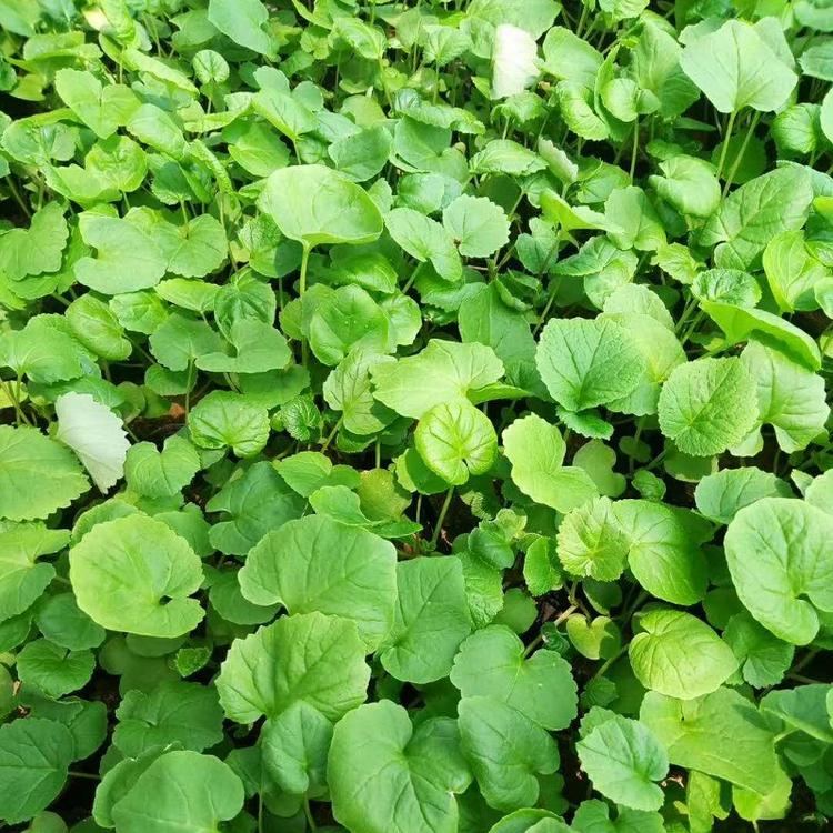 诸葛菜种子 诸葛菜种子价格 诸葛菜种子批发 顺和花卉