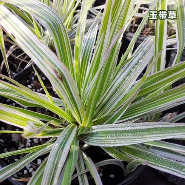 金边吉祥草基地出售 价格实惠 基地批发 观音草银边草吉祥草大量出售