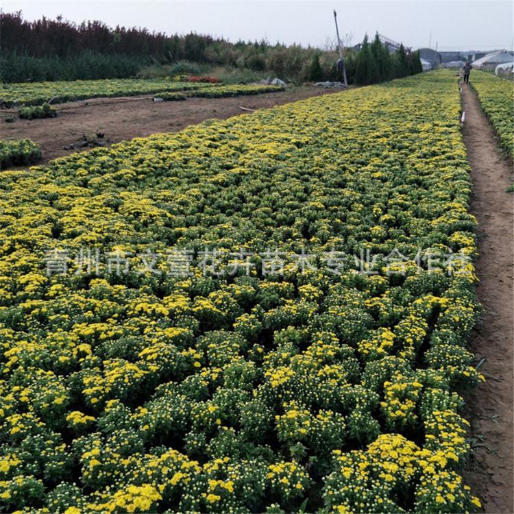 欢迎咨询 国庆菊价格 租摆国庆菊 山东国庆菊