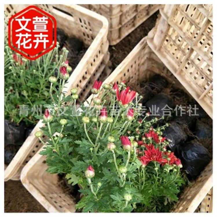 国庆菊批发商 国庆菊价格 青州国庆菊