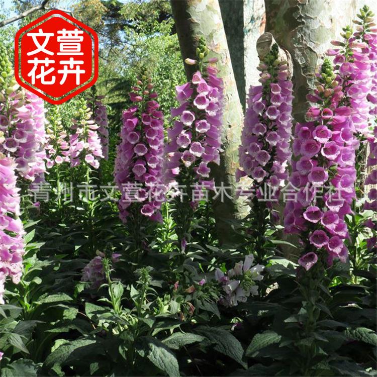 鲁冰花小苗 鲁冰花批发 青州文萱花卉