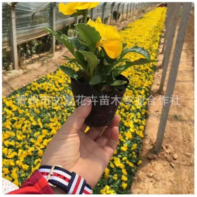 山东三色堇批发基地 三色堇种植 三色堇价格