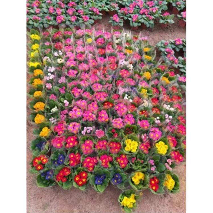 基地供应冬季耐寒草花三色堇 多色三色堇 文萱花卉