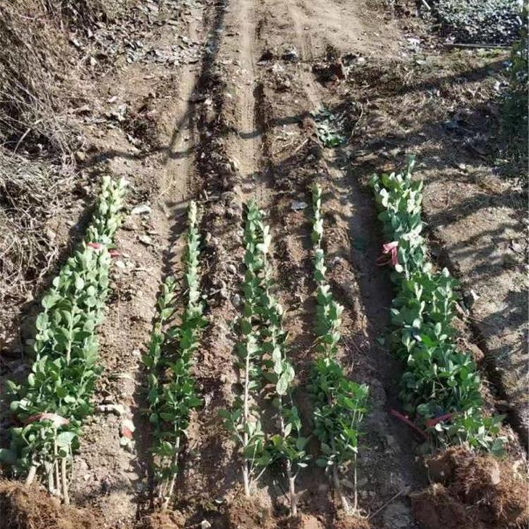 现货苗子批发 北海道黄杨绿化苗 山西20公分北海道黄杨报价