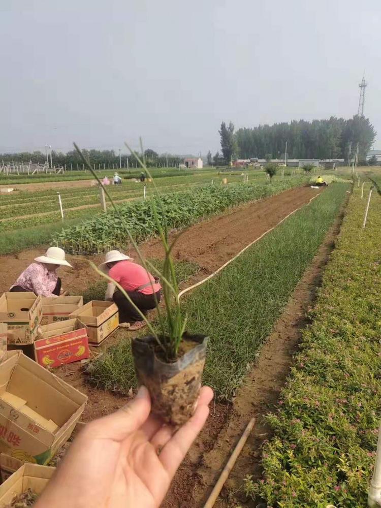 葱兰培育基地 白花葱兰 葱兰价格