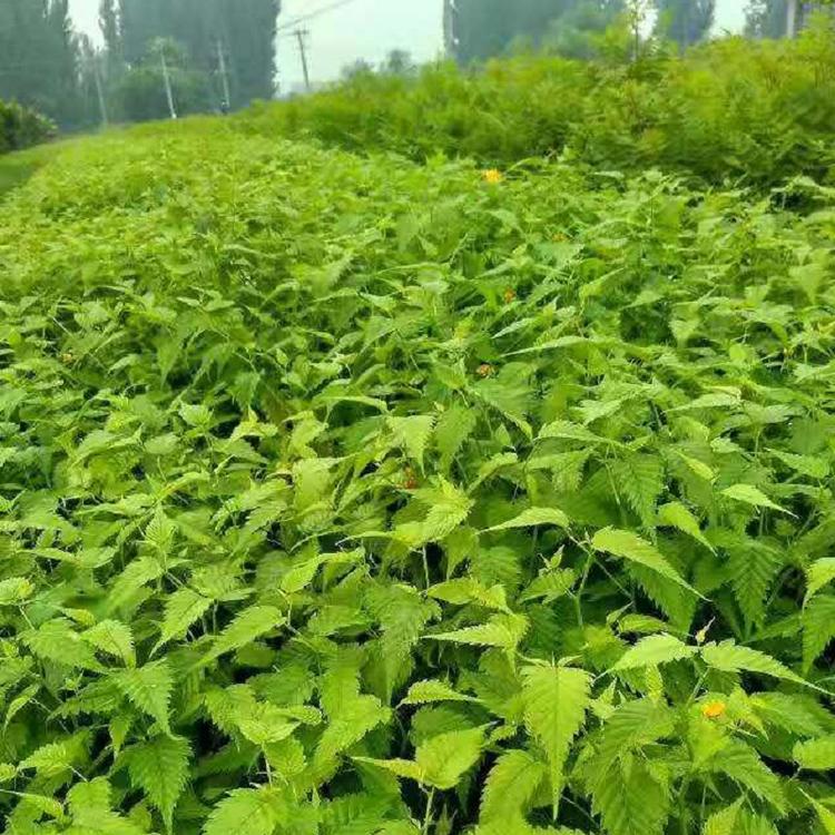 供应景观花卉苗木 棣棠花 棣棠花苗 黄榆梅 蜂棠花 黄度梅