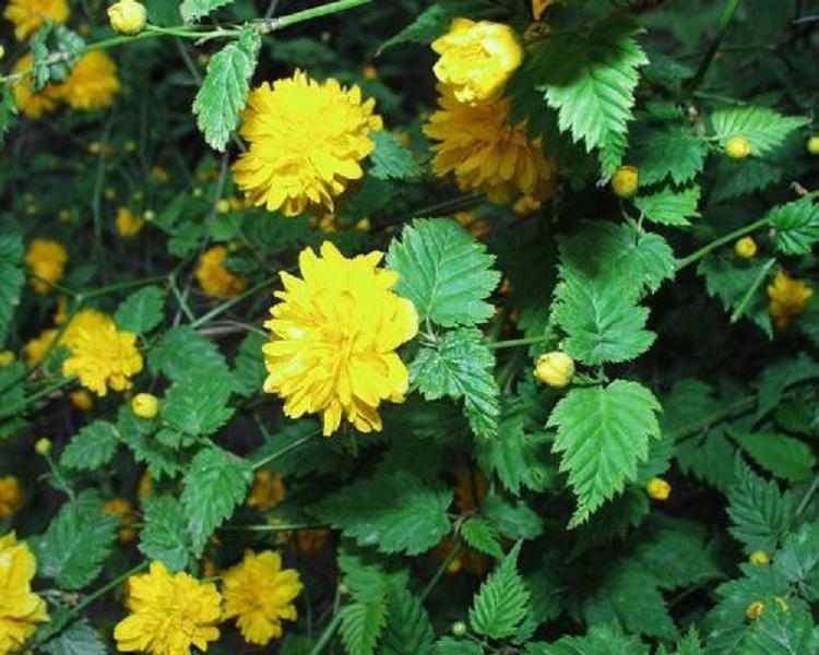 蜂棠花 蜂棠花价格 蜂棠花种植基地 山东蜂棠花报价 顺和花卉