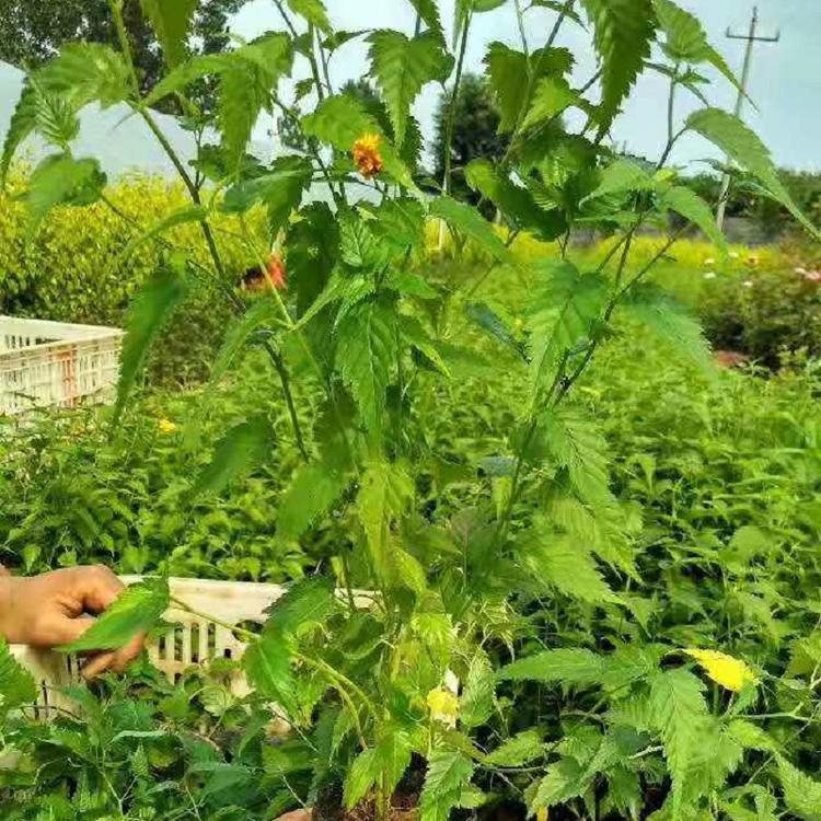 顺和花卉 棣棠花 青州批发常绿灌木棣棠花苗价格 灌木花卉