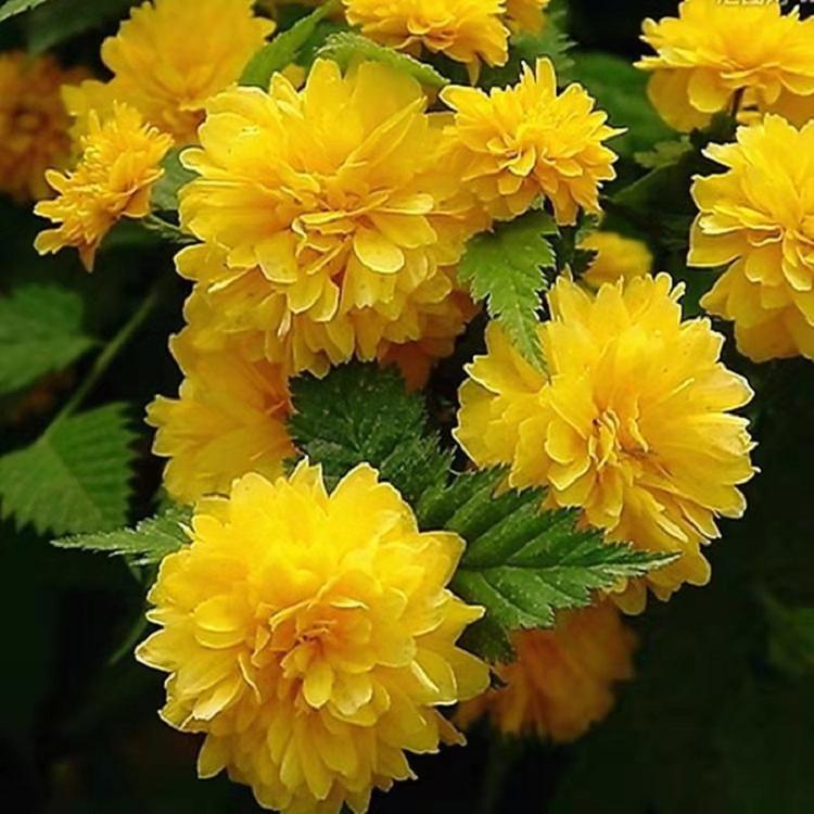 山东棣棠花批发小苗 棣棠花种植基地