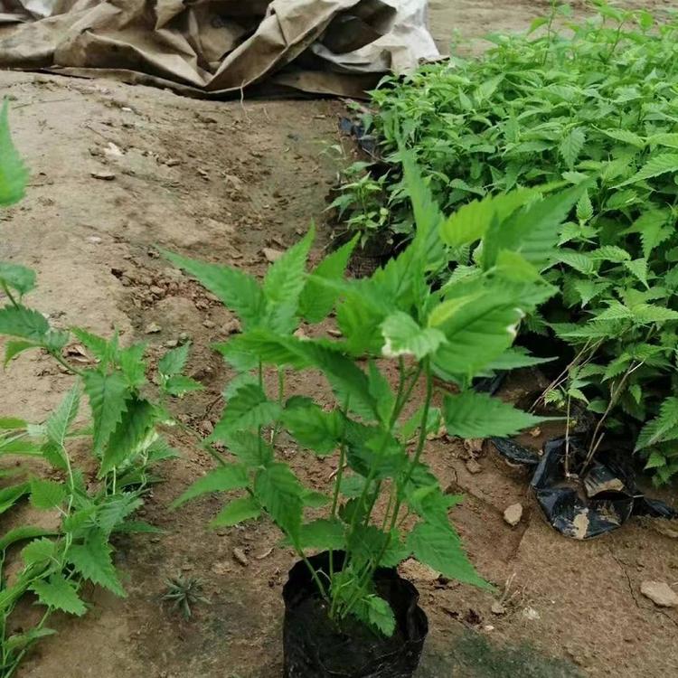 棣棠花批发价格 棣棠供应商 棣棠花种植基地