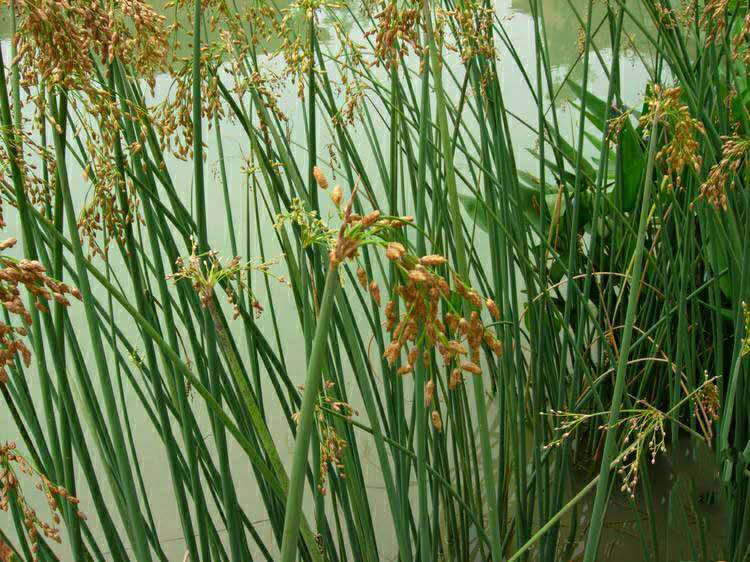 批发水生植物水葱种苗湿地绿化 池塘两侧观赏草水葱价格供应