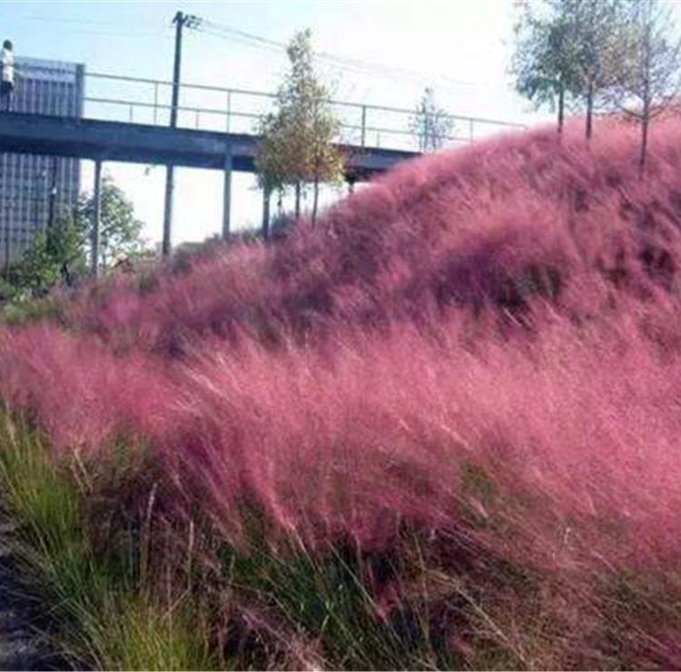 粉黛乱子草 花海景观 乱子草价格 花海打造