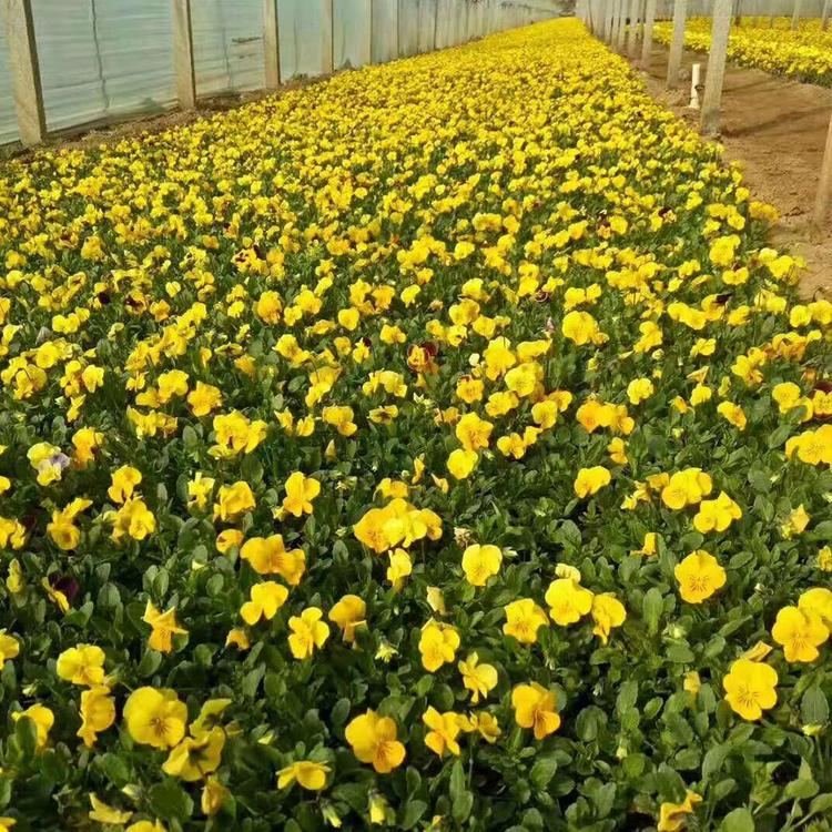 三色堇 三色堇种植基地 山东三色堇种植基地蓝溪