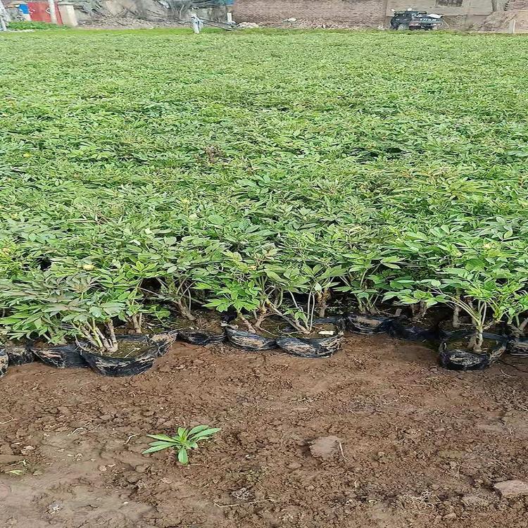 苗圃直供 芍药花培育基地 供货商