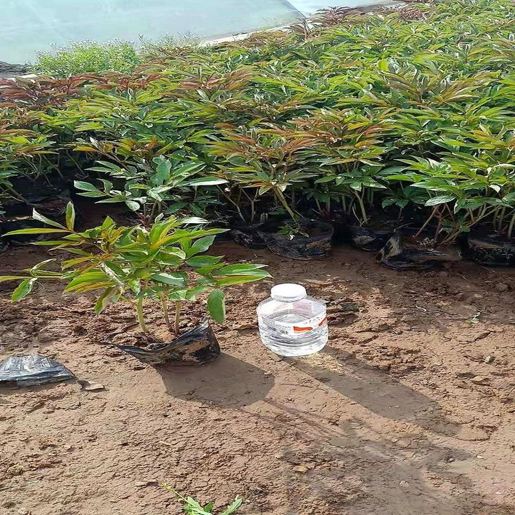 山东 潍坊 芍药栽培 价格