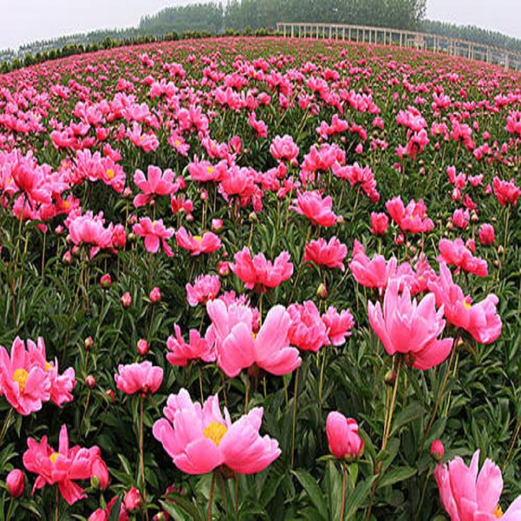 当季出售 芍药苗培育基地 供货商