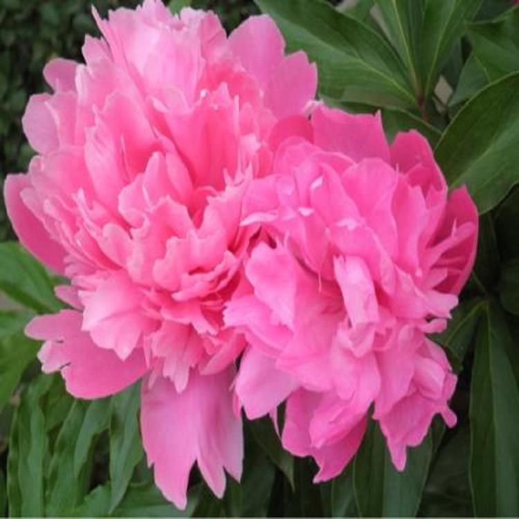 当季出售 芍药花基地 批发