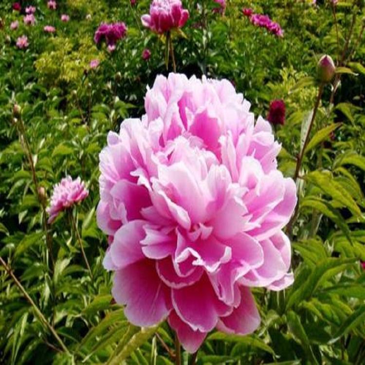 志民花卉 芍药苗种植 报价