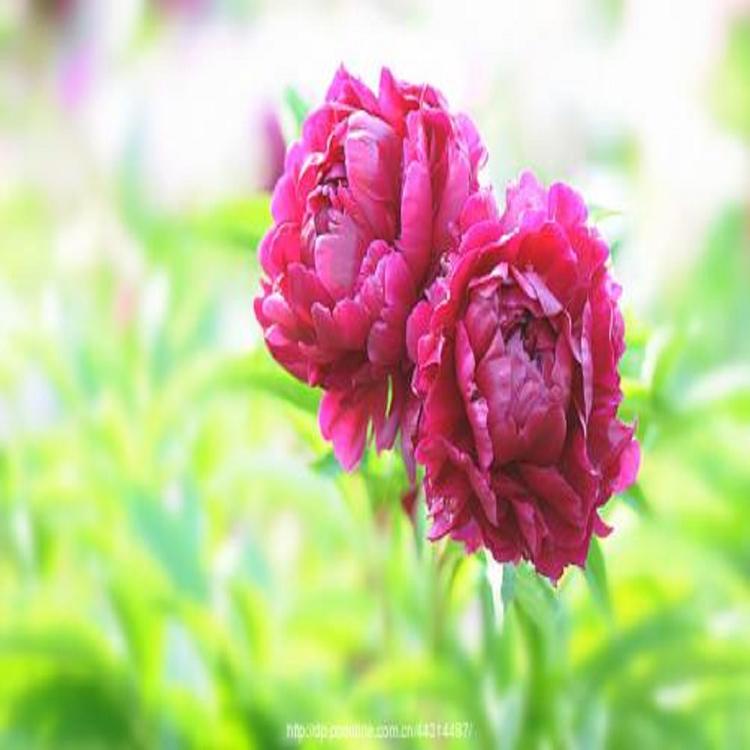 苗圃直供 芍药苗栽培 价格