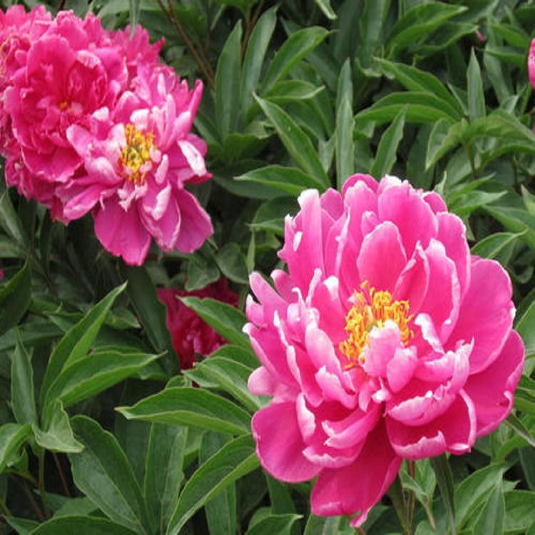 志民花卉 芍药花种植 报价